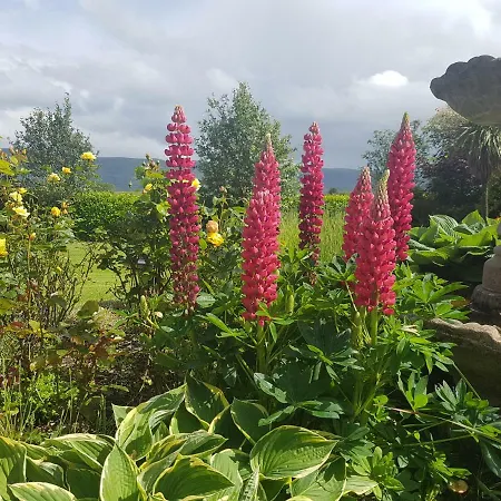 Rowanville Frühstückspension Grange (Sligo)